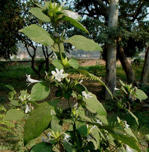  Plant